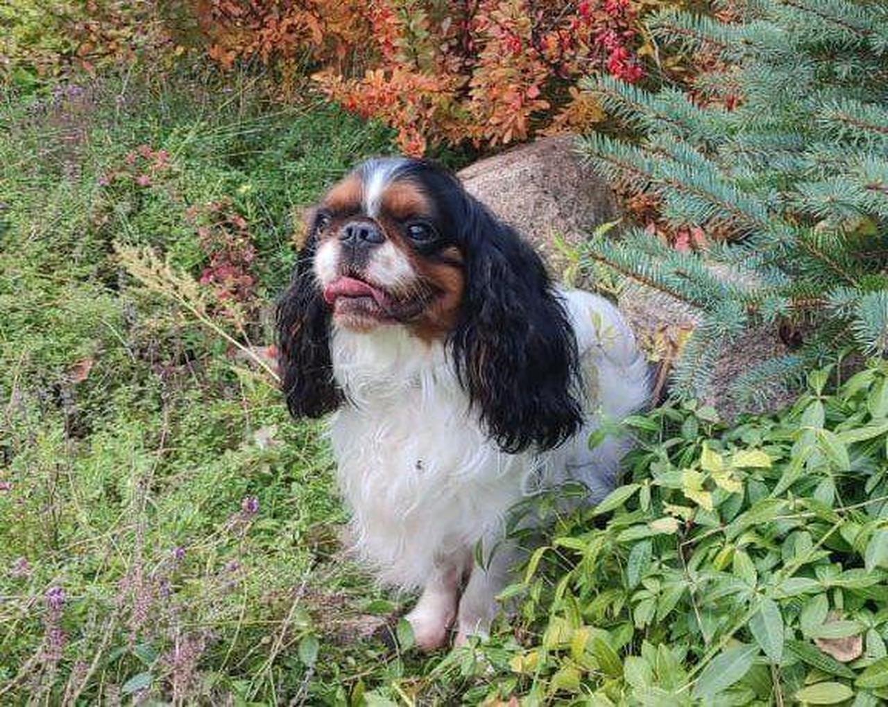 Фото Депутаты новосибирского Заксобрания показали своих домашних питомцев 6