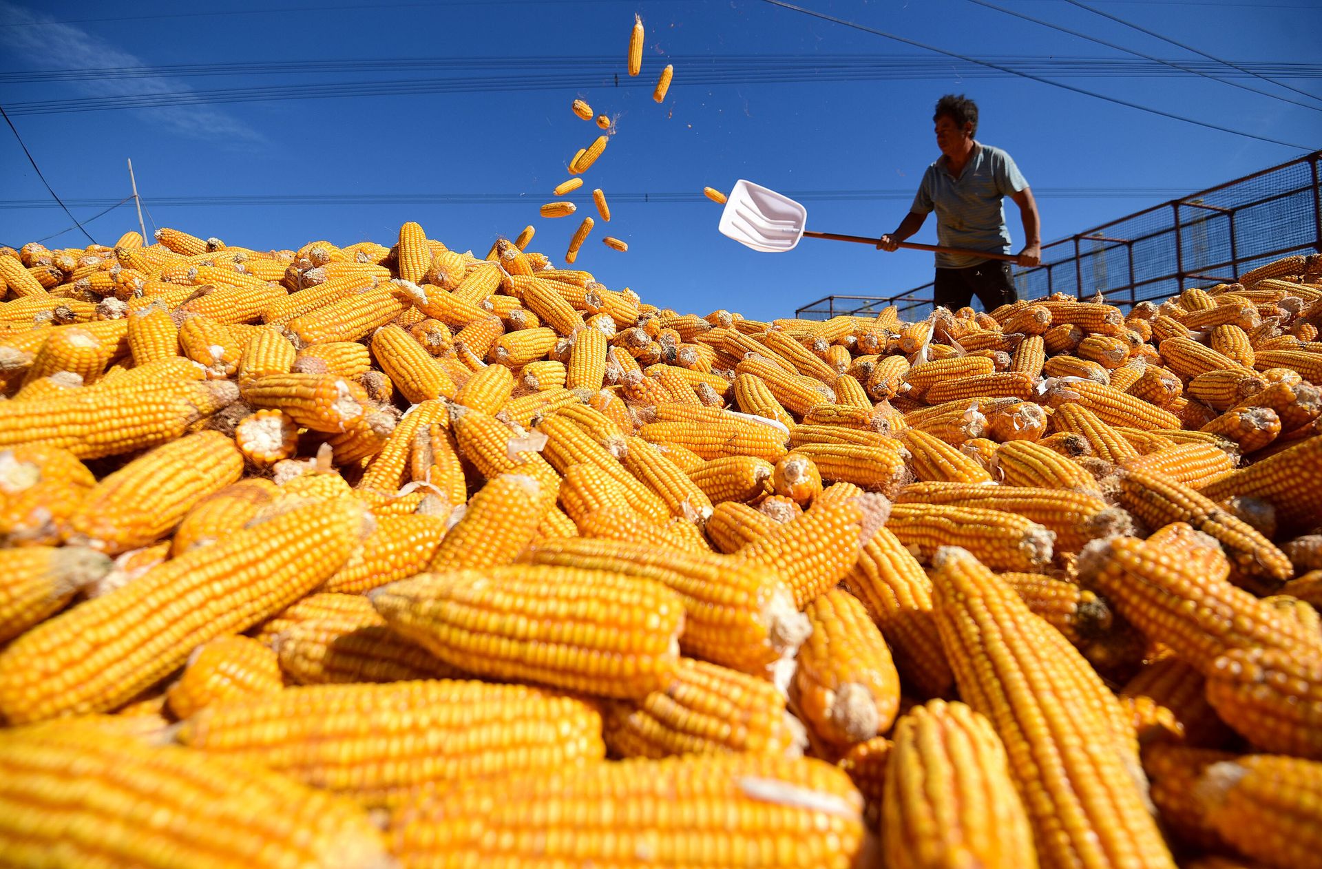 Китайский кукурузный завод объявили «угрозой для национальной безопасности США»