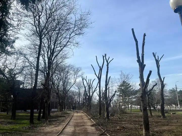 Парк Симферополя после обрезки деревьев