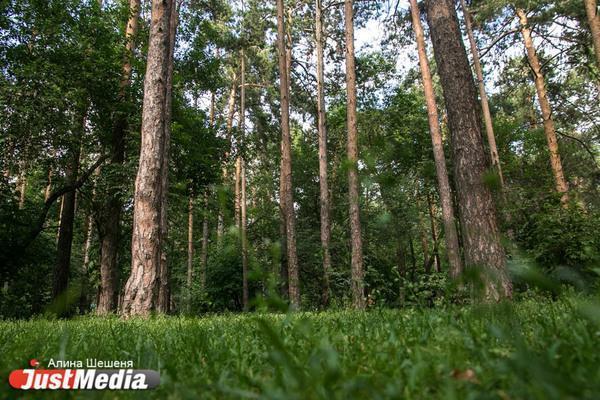 В Свердловской области ввели запрет на посещение лесов - Фото 1