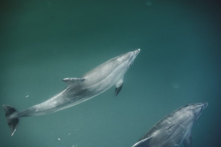 delfin copy