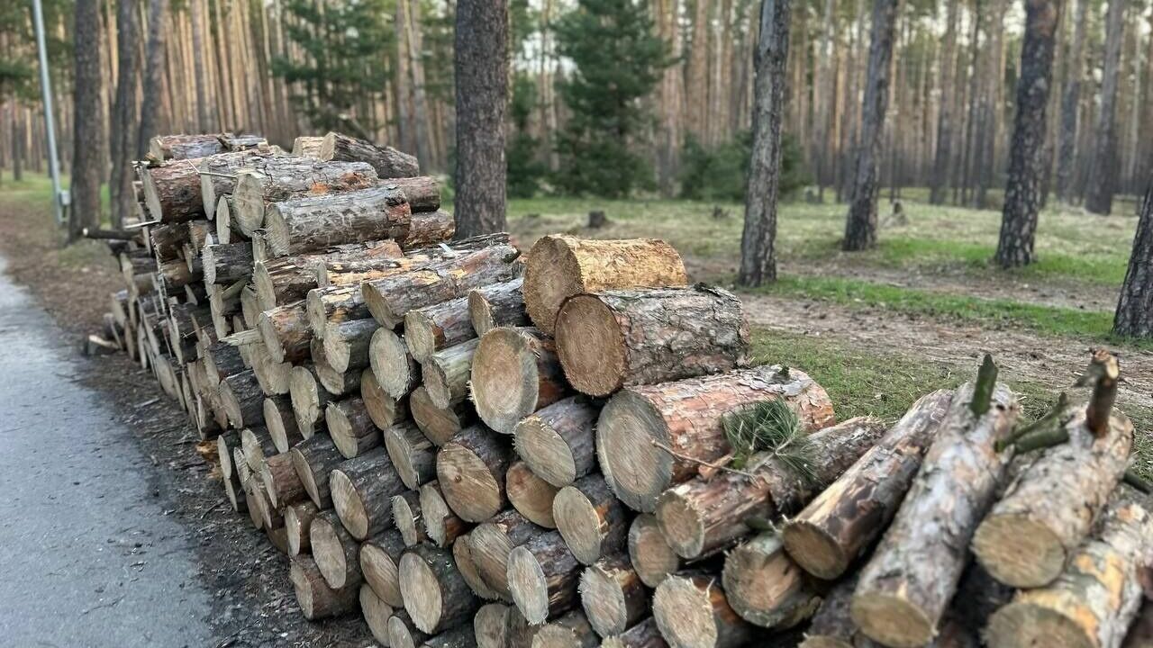 Сухостой в лесу на дрова. Сухостой в лесу. Сухостой дерево. Сухостой в городе. Поваленная сосна.