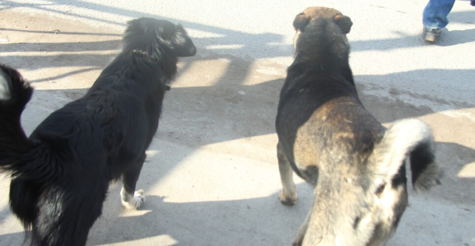 Муниципалитет выплатит компенсацию покусанному собаками новгородскому школьнику