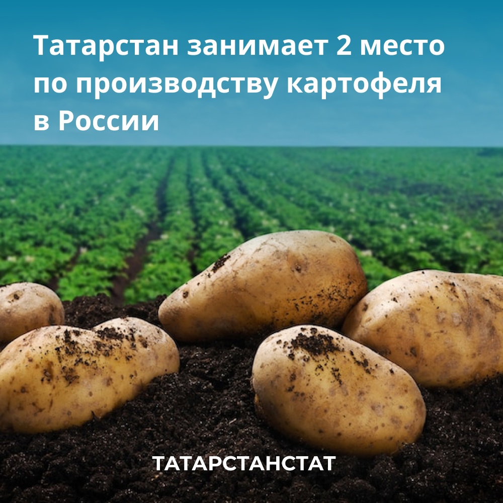 Картошка обои