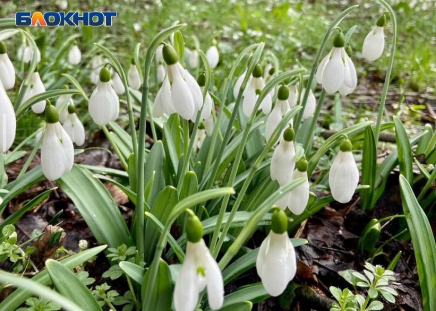 Подснежники расцвели в лесах Сочи в конце ноября