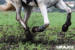 В Японии умерла лошадь Хару Урара, считавшаяся самой неудачливой в истории