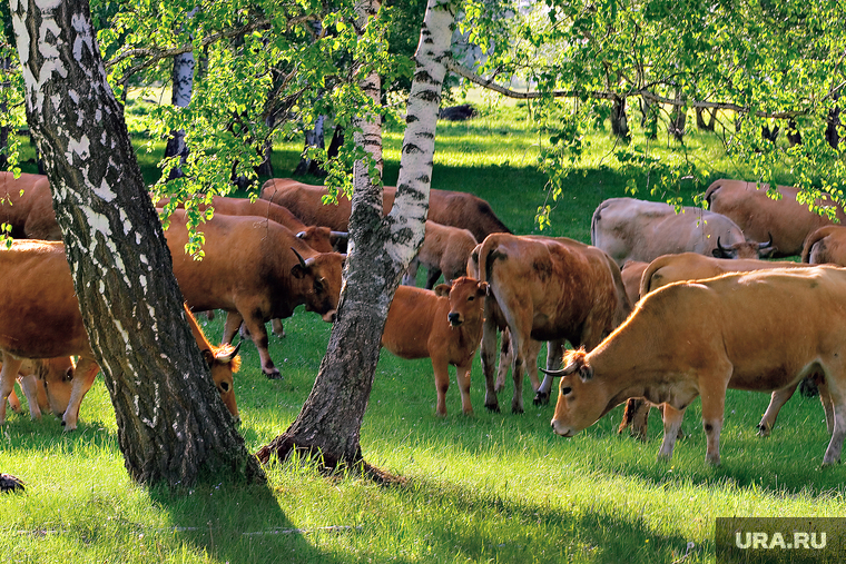 Сельское хозяйство, сельхозпереработка. Пермь, ферма, говядина, пастбище, стадо коров, агро