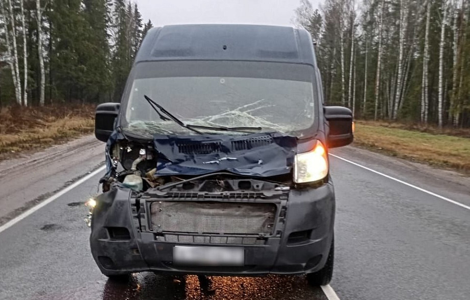 Внезапная проверка на прочность: в Судогодском районе лось устроил 