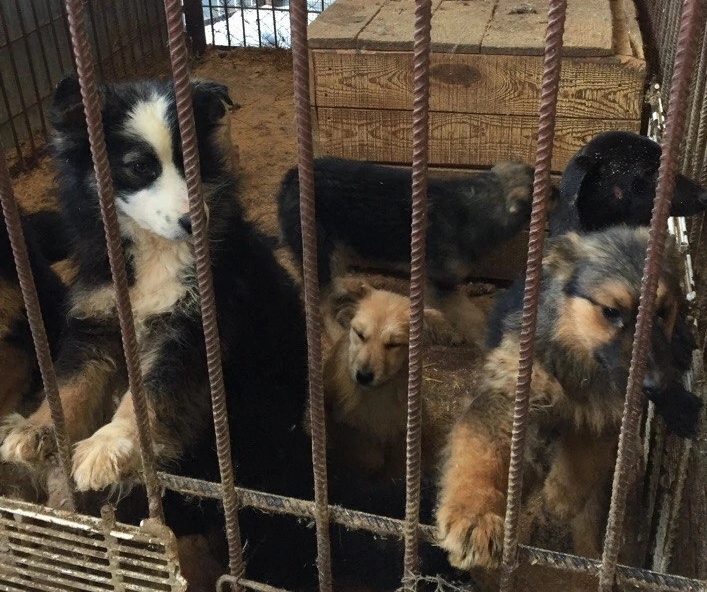 Спасенный от смерти омский пёс нашел семью в Канаде