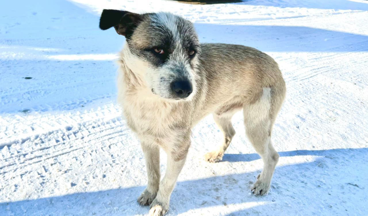 Приют для животных территория добра. Приют доброе сердце южно сахалинск. Приют доброе сердце кизел. Приют для бездомных животных мы в ответе. Приют собачий в перми доброе сердце.