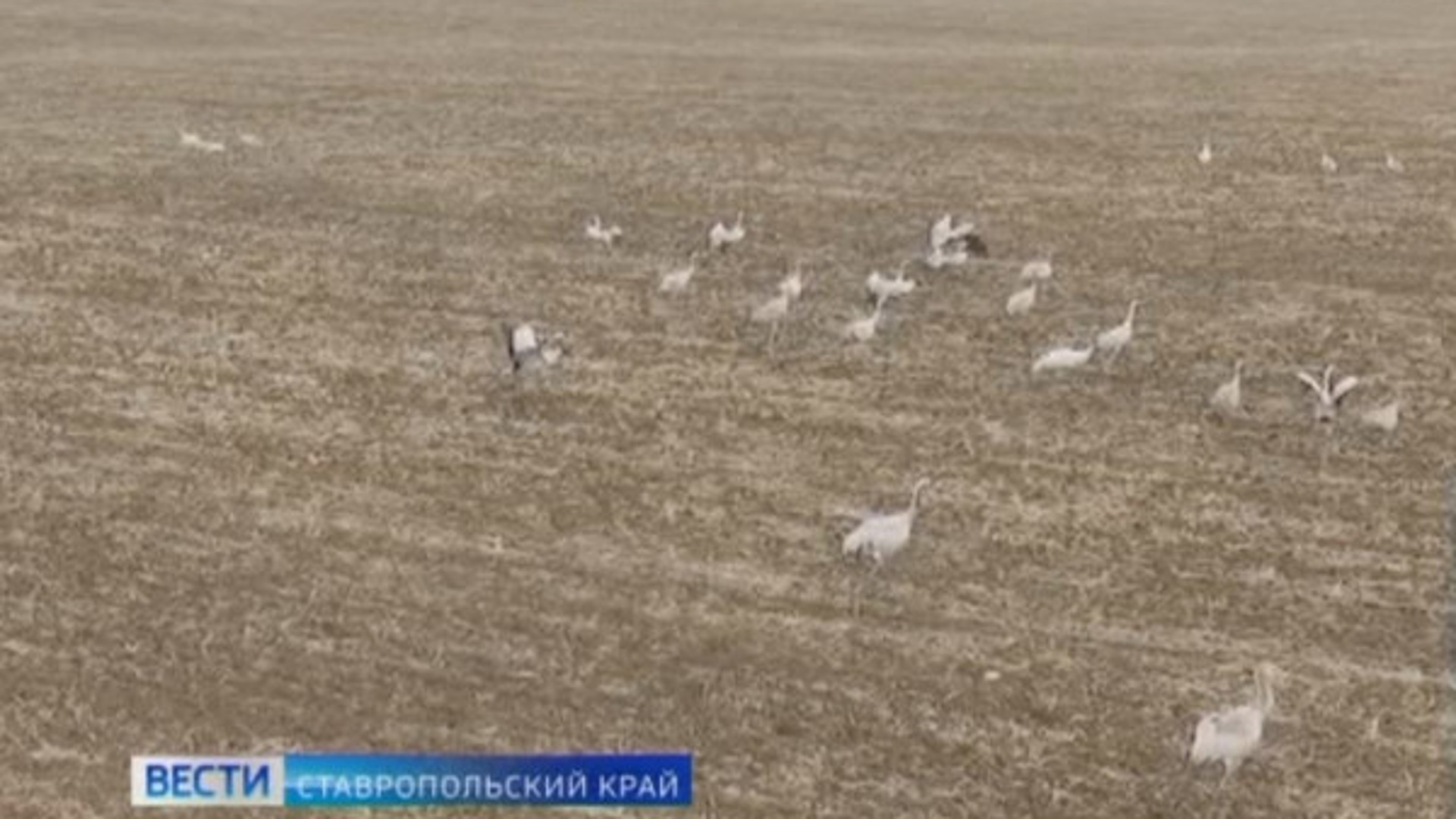На Ставрополье более 800 серых журавлей погибли из-за протравки полей от грызунов