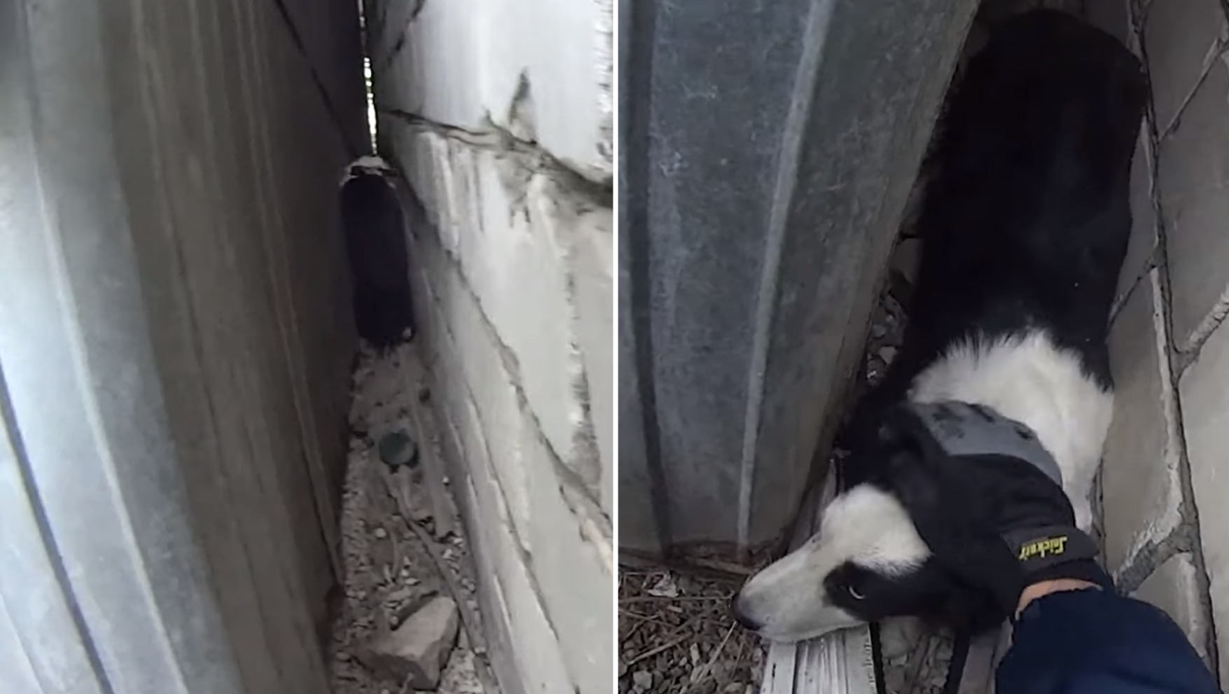 Женщина спасла собаку провалившуюся под лед. Собаки спасатели. Собака спаривается с человеком. Толстый пес. Собака застряла в девушке.