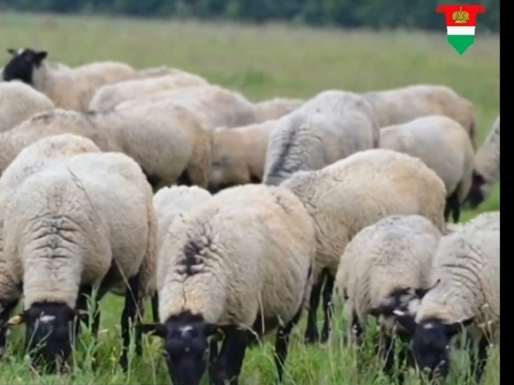 Калужская область запустит разведение овец романовской породы
