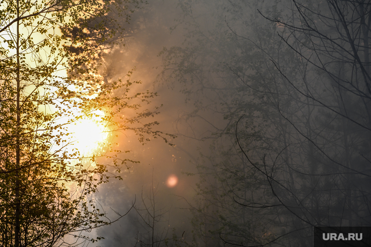 Пожар под Рефтинским. Свердловская область, дым, сгоревший лес, солнце, лесной пожар, лесные пожары, лес после пожара