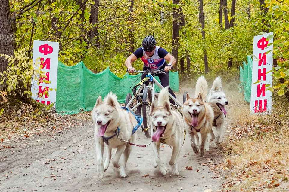 Турнир по скалолазанию и катания на хаски. Куда воронежцам сходить на выходных 15 и 16 марта