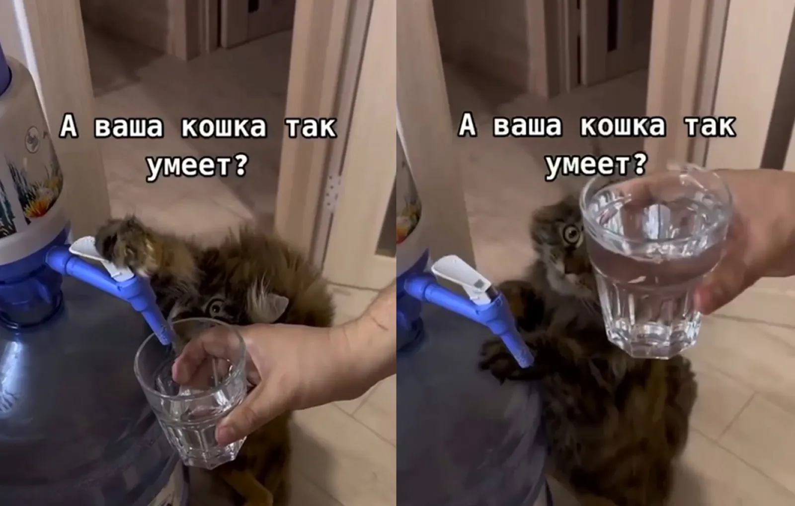 Оставь коту воды побольше
