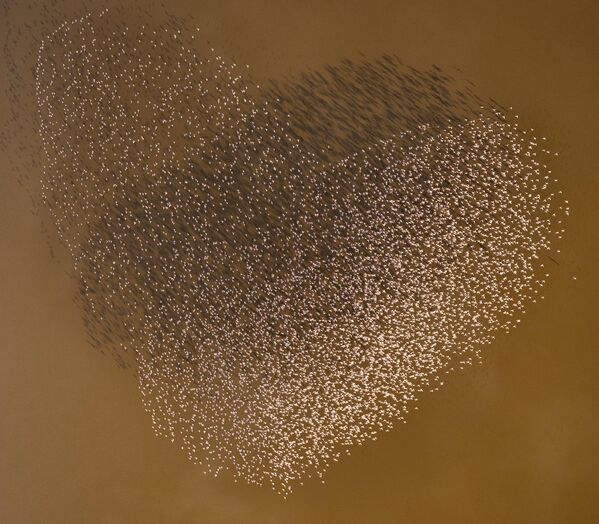 Стая фламинго образует сердце, летящее над озером в Кении на фотографии "Сердце Африки" Дэвида Мировски. - Sputnik Абхазия