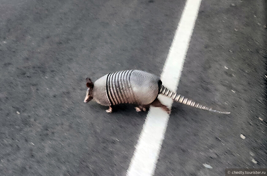 Жизнь на опушке леса