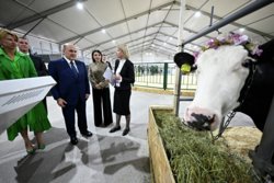 Ученые разработали ошейник, анализирующий здоровье коров