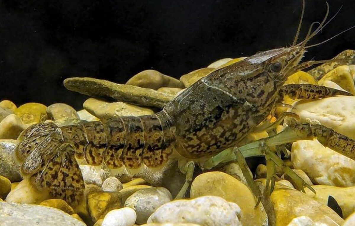 Новый вид мраморного рака из Крыма способен заселить реки Краснодарского края