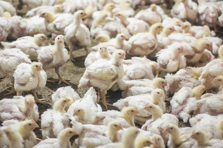 Впервые в список крупнейших неплательщиков налогов в Челнах в этом году вошли три компании холдинга — «Челны-Бройлер», Тукаевский племрепродуктор и «Агросила-Молоко»