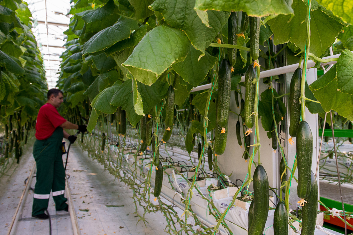 Как растут огурцы фото Three thousand tons of vegetables: new greenhouses at the Amur enterprise are bu