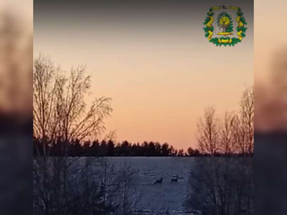 Прогулка сибирских косуль в Перевозском округе попала на видео