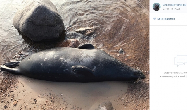 Погибший тюлень на берегу Финского залива