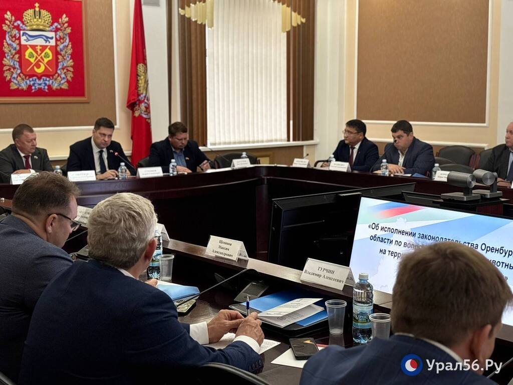 «Где собака зарыта»? В Оренбургской области подрядчики отказываются ловить бездомных псов из-за низкого тарифа