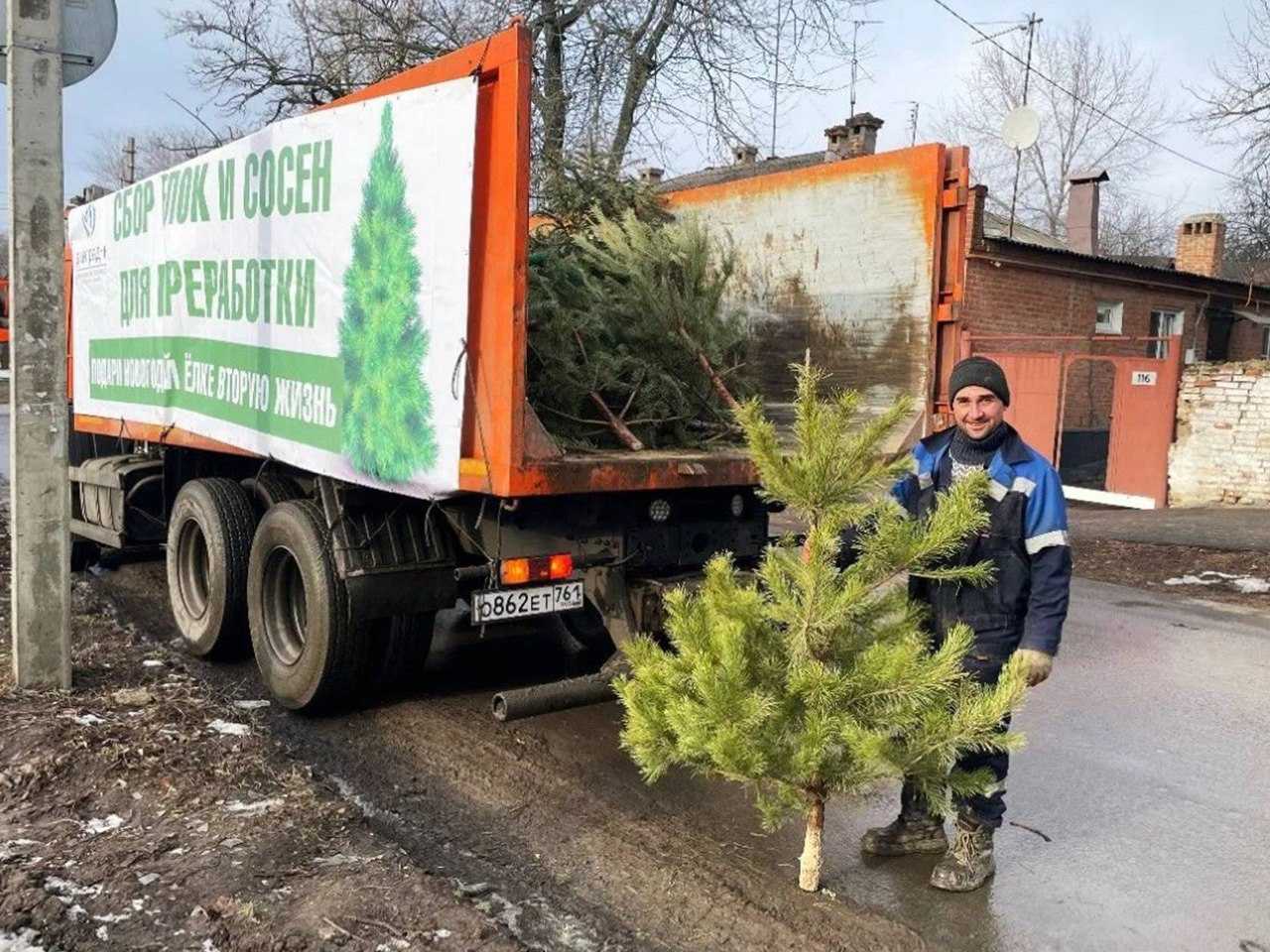 Жителям Новочеркасска рассказали, куда они могут сдать новогодние ели