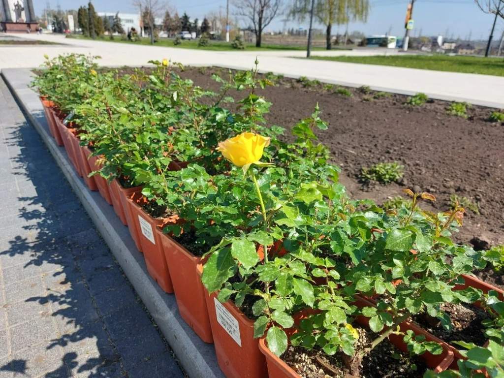 В Курске в парке «Патриот» к 9 Мая высадили 450 роз