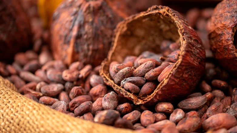 Какао бобы в скорлупе