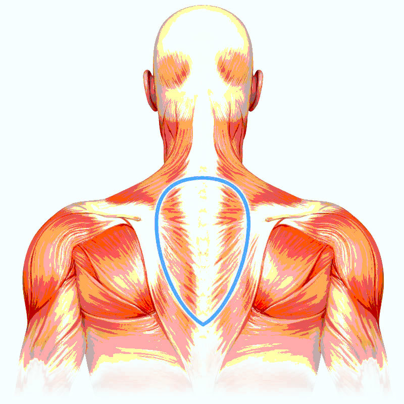 Мышцы шеи и спины сзади анатомия