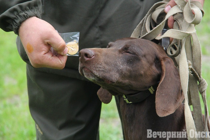 Лайки, борзые и гончие: в Омске прошла выставка охотничьих собак