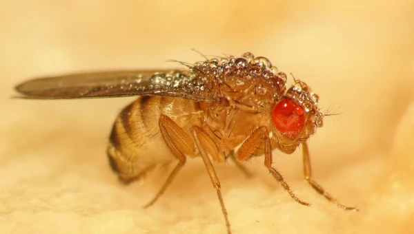 NatCom: Развитие плодовой мухи проливает свет на врождённые дефекты