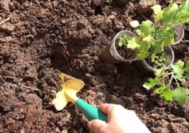 Хризантема кустовая Балтика: фото, описание, белая, желтая, розовая