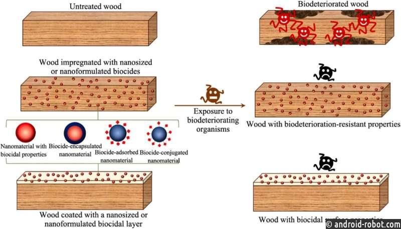Нанотехнологические подходы к созданию древесины, устойчивой к биоповреждениям
