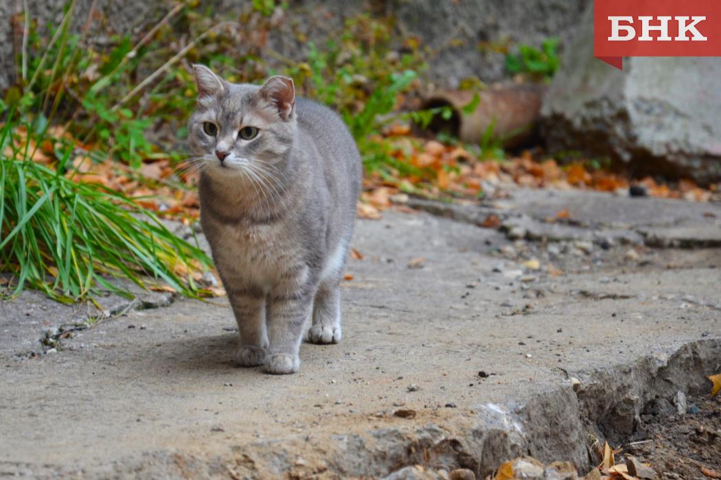 Каким будет воскресенье в Коми