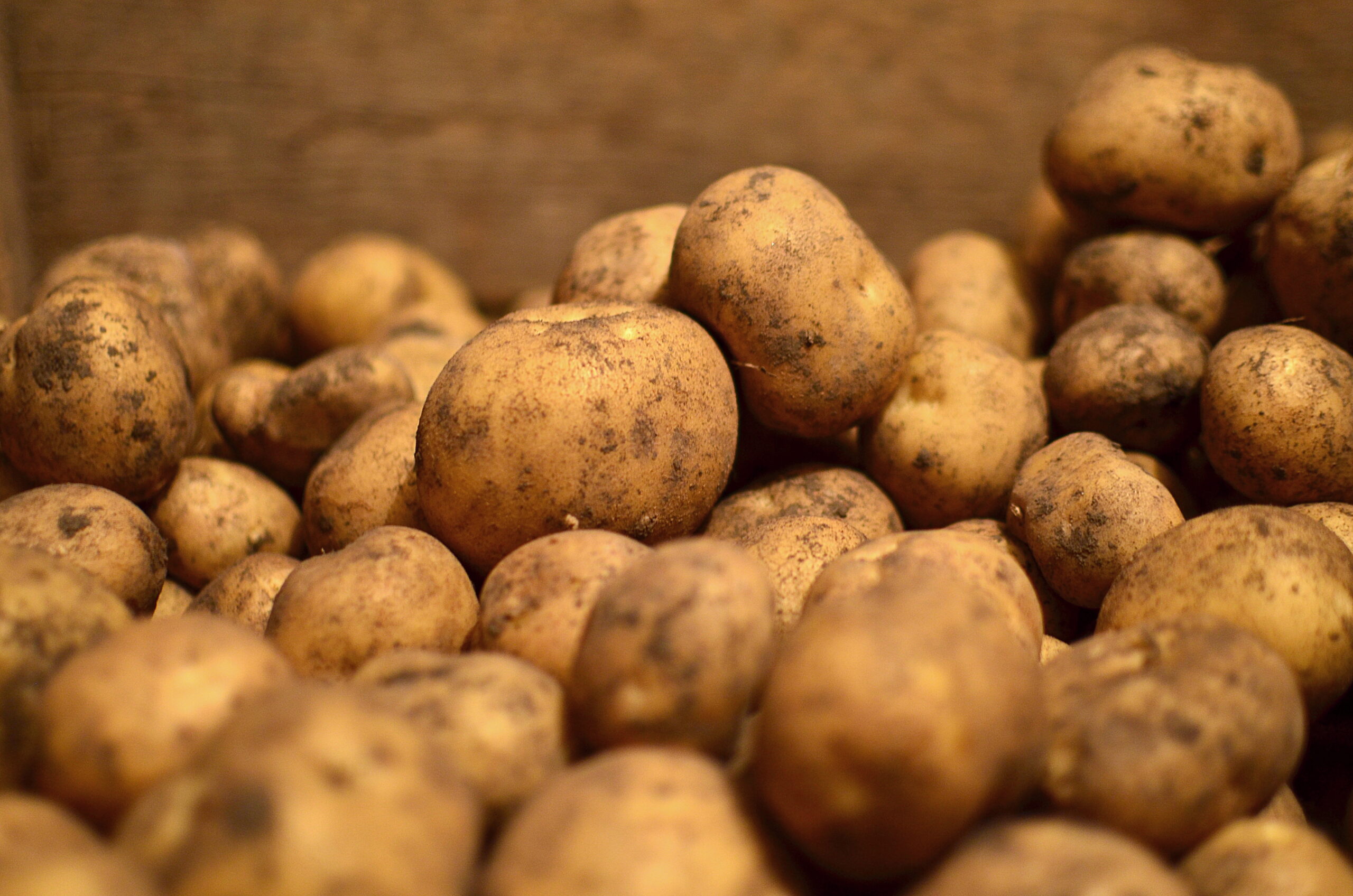 Крепыш картофель характеристика отзывы. Семена картофеля. Картошка Новгородская. Картофель Крепыш.
