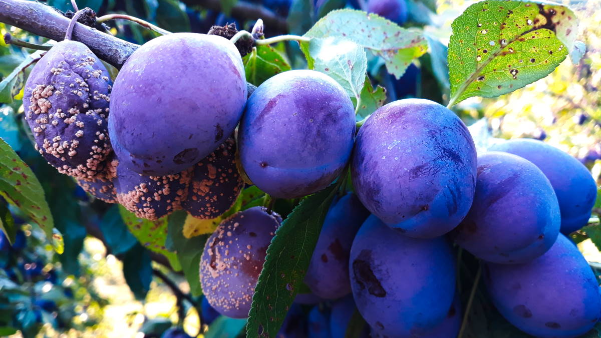 Монилиоз алычи. Гнилая слива. Сгнившие фрукты. Монилиоз косточковых черешни. Монилиоз (серая гниль).