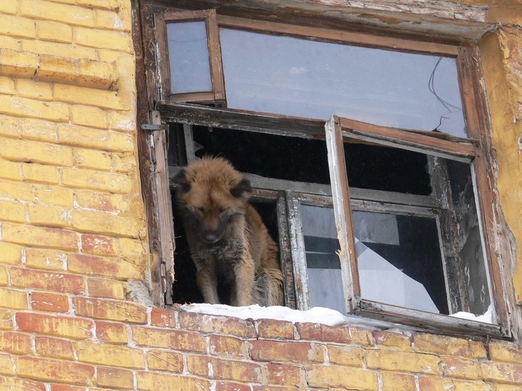 Калининградским супругам вынесли приговор за жестокое избиение собаки
