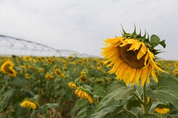Волгоградская правда
