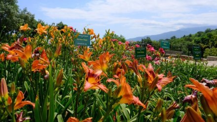 В Никитском ботаническом саду стартует карнавал лилейников