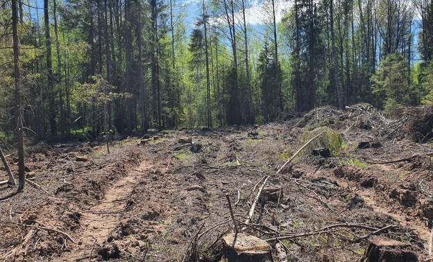 В Кировской области незаконно вырубают лес