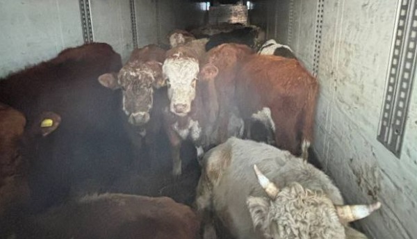 В районе Бурятии «развернули» коров из Забайкалья