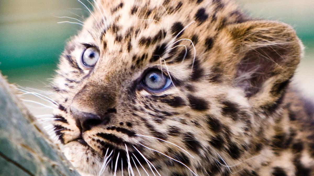 Детеныш леопарда