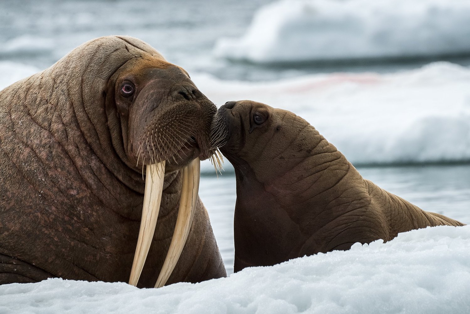 Морж группа животных. Морж лаптевский подвид. Ластоногие млекопитающие морж. Морж группа животных. Ластоногие моржи.