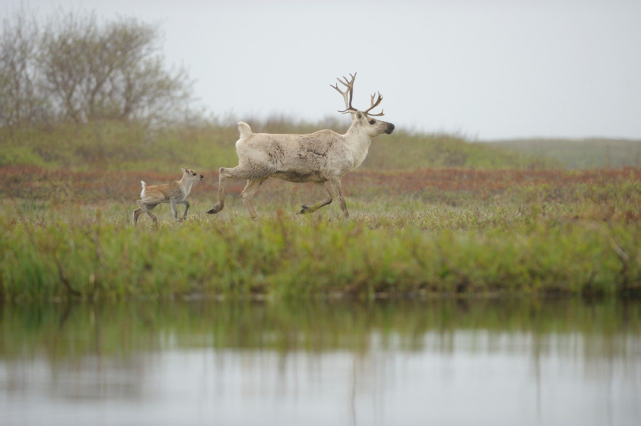 Тайны копытных Камчатки откроют на уникальной лекции Владимира Гордиенко. @kronoki. Фотография 6