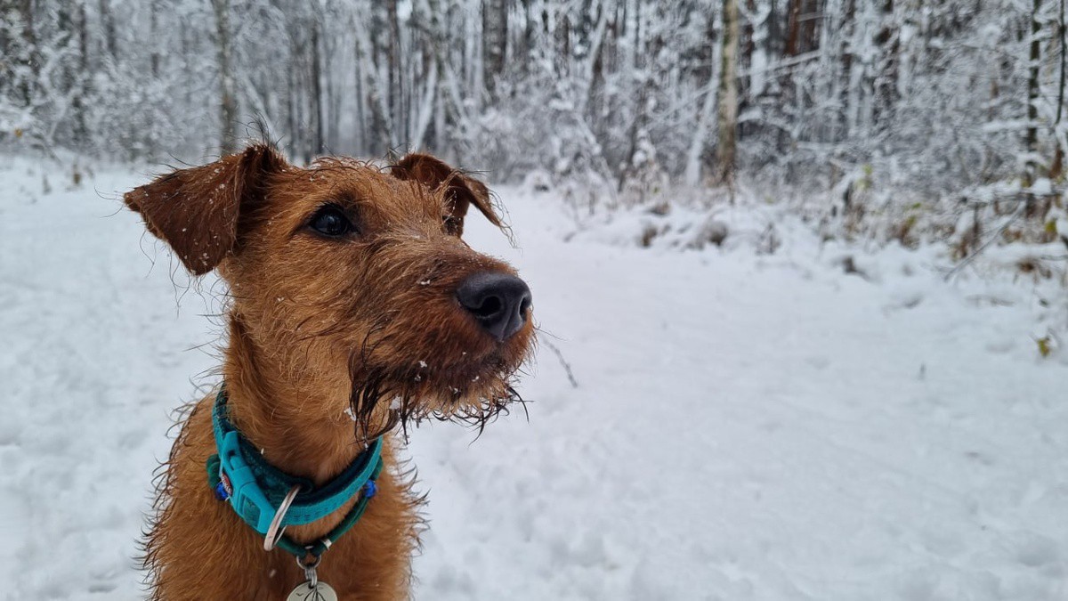 Можно ли дарить животных. Не дарите животных в подарок. Золотистый лабрадор. Подарок льву. Новогодний кролик с подарком.