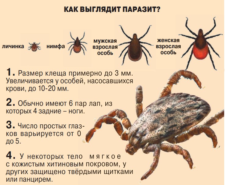 клещи размеры. строение иксодового клеща схема. таёжный клещ относится к классу паукообразных. иксодовые клещи жизненный цикл. имаго иксодового клеща строение.